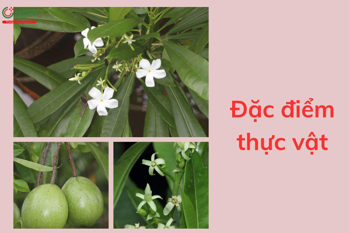 Đặc điểm thực vật