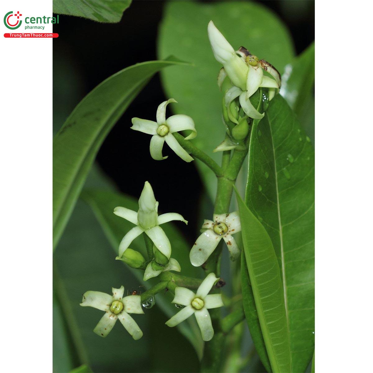 Tác dụng của cây Mướp sát vàng