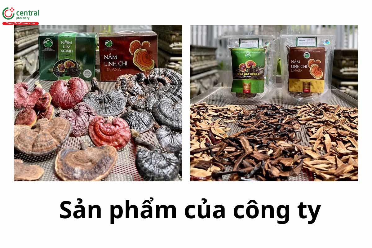 Sản phẩm của Nấm Linh Chi Quảng Nam