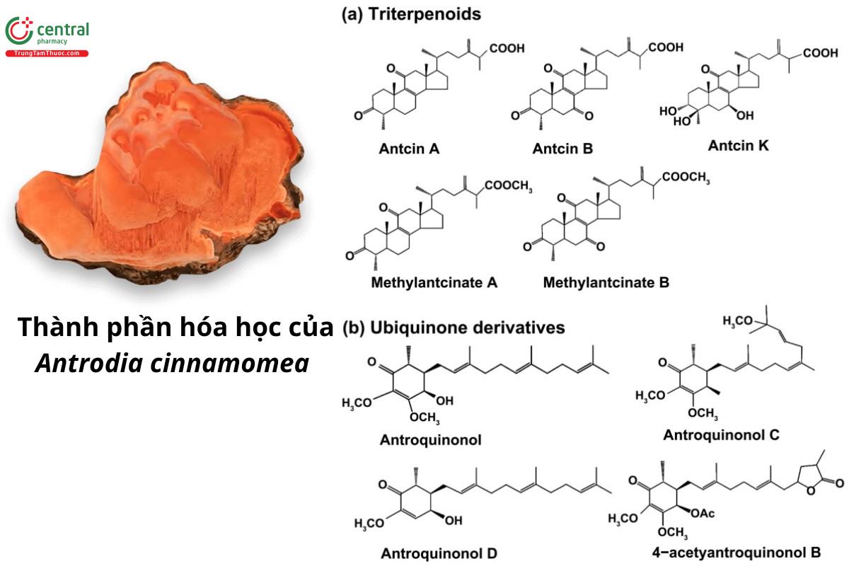 Nấm Ngưu Chương Chi