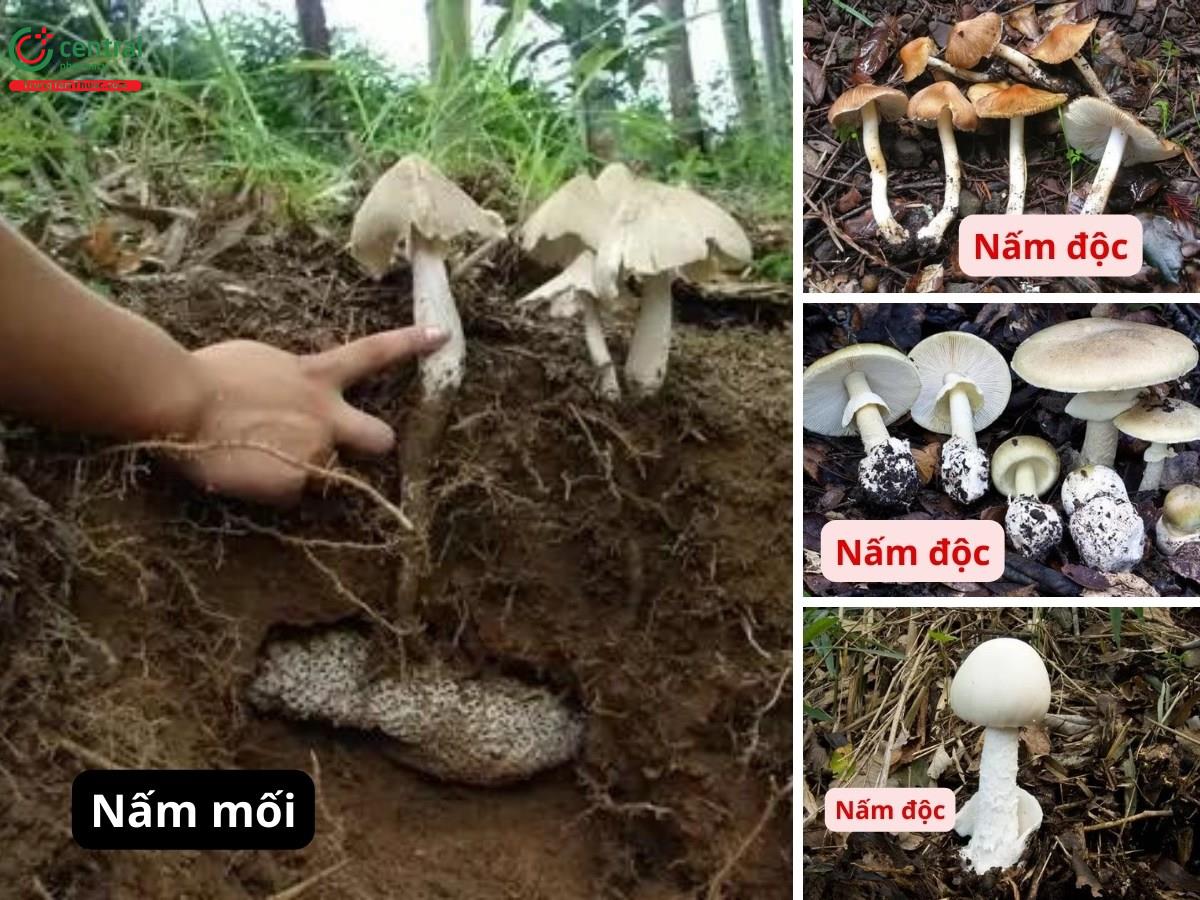 Nấm Mối