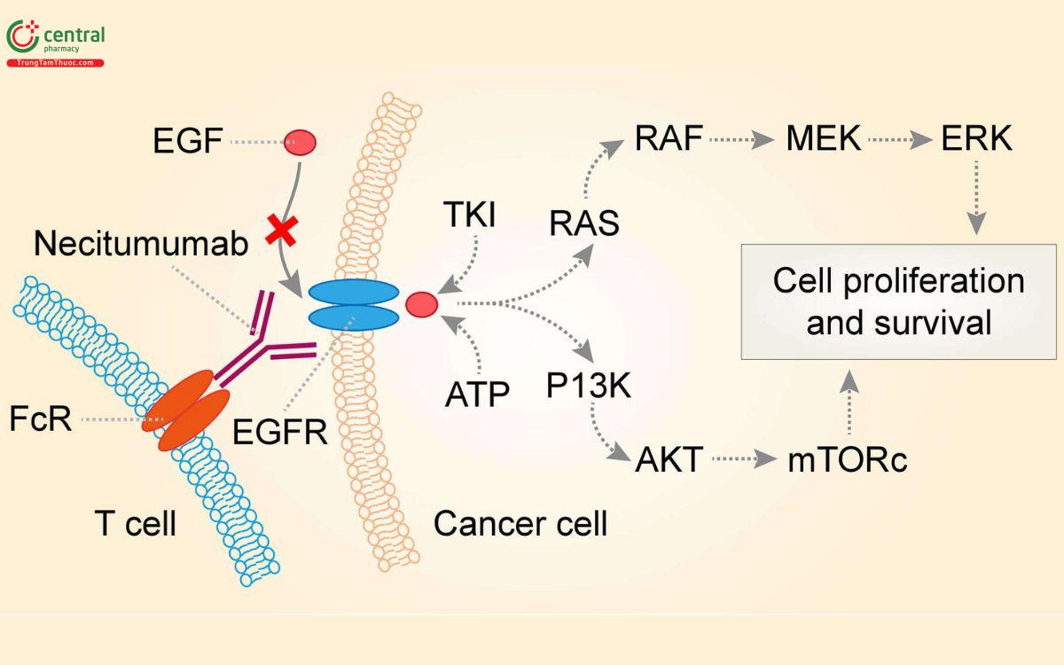 Cơ chế của  Necitumumab