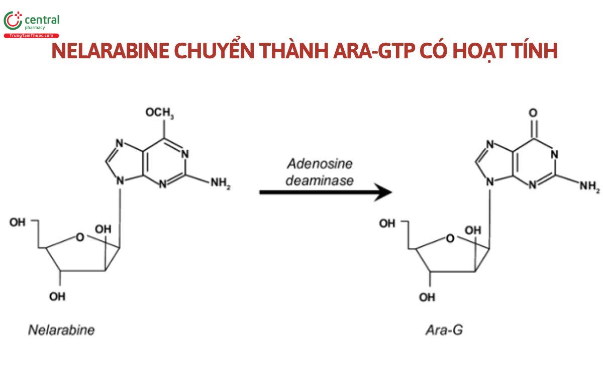 Cơ chế Nelarabine