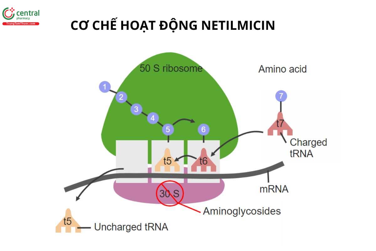 Cơ chế của Netilmicin Sulfate