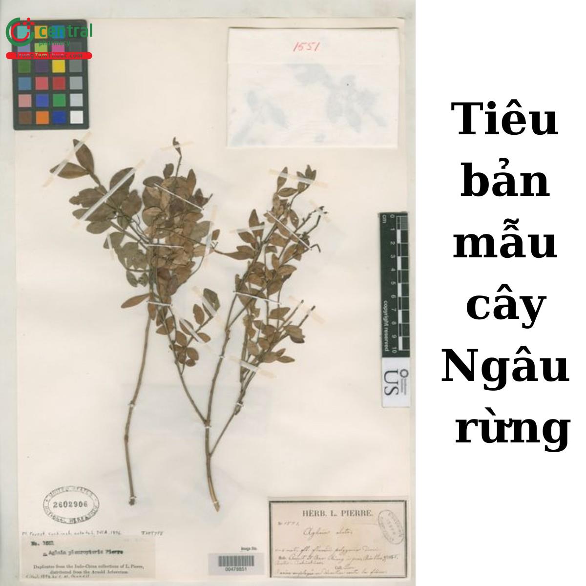 Cây Ngâu rừng