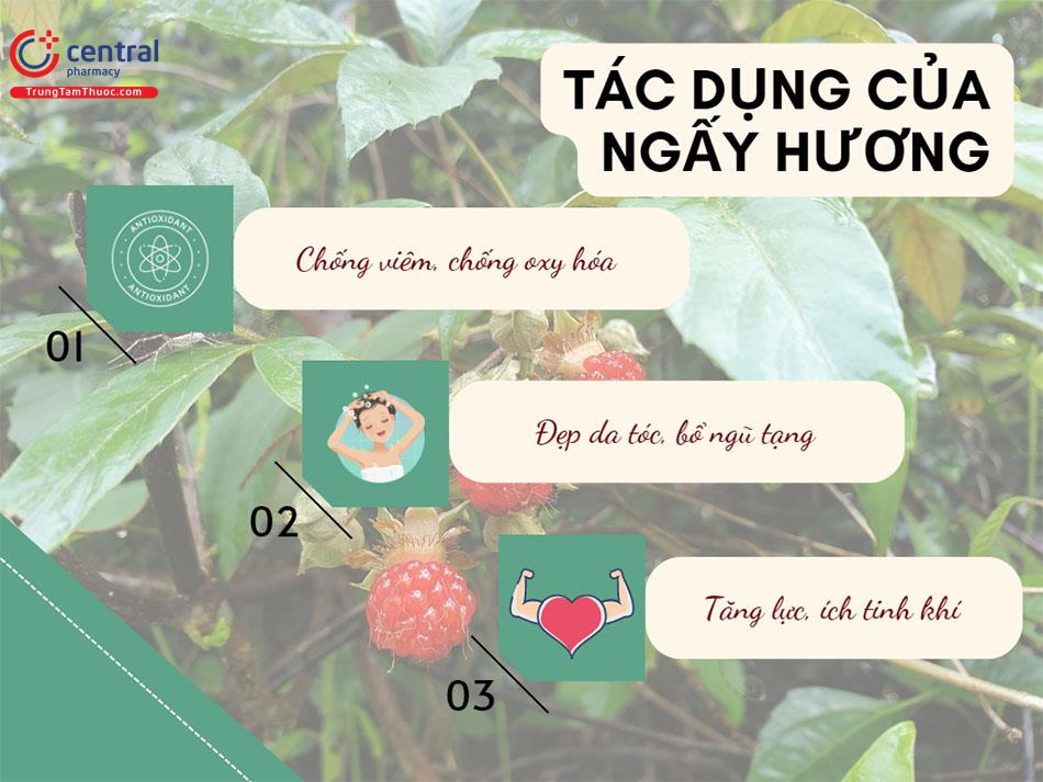 Tác dụng của cây Ngấy hương