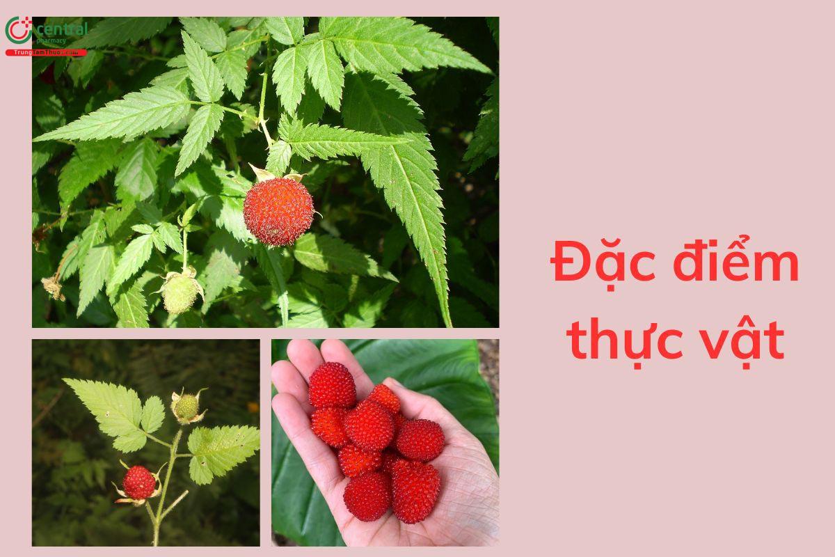Đặc điểm thực vật
