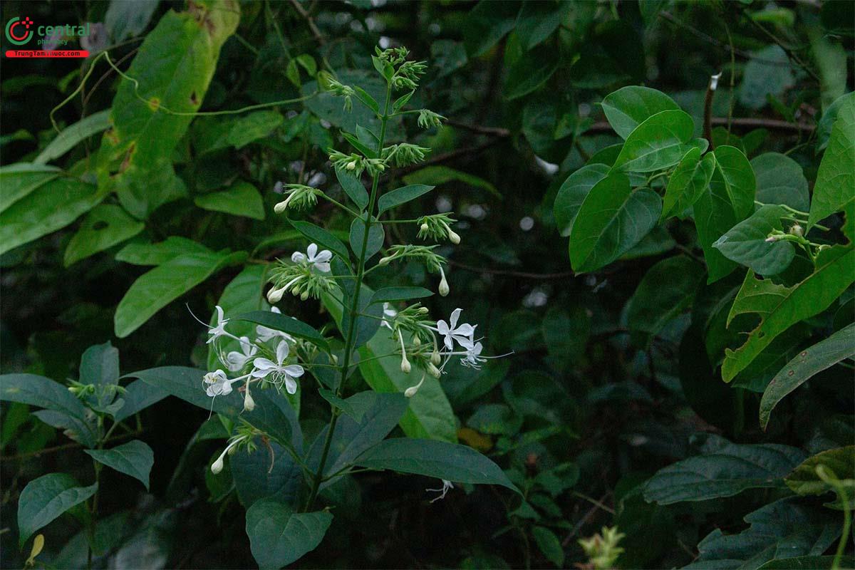 Cây Ngọc nữ đài dài