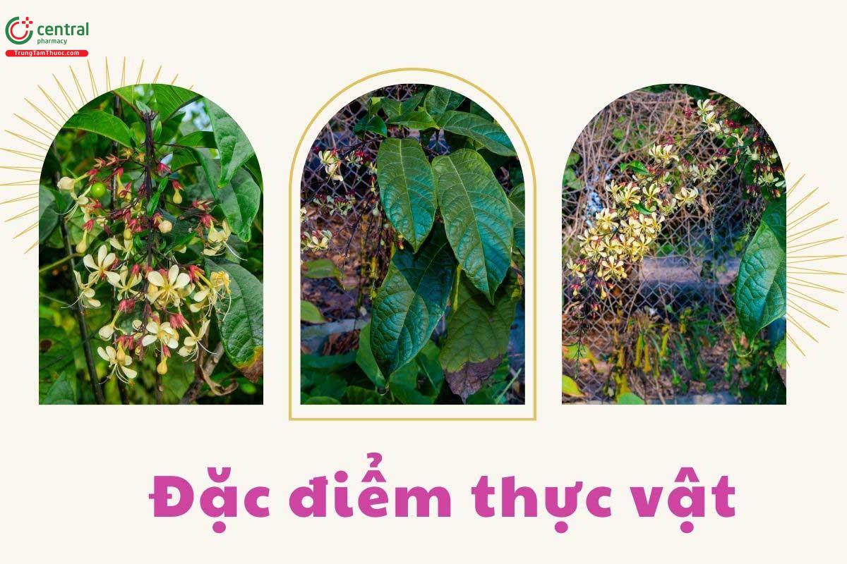 Đặc điểm thực vật