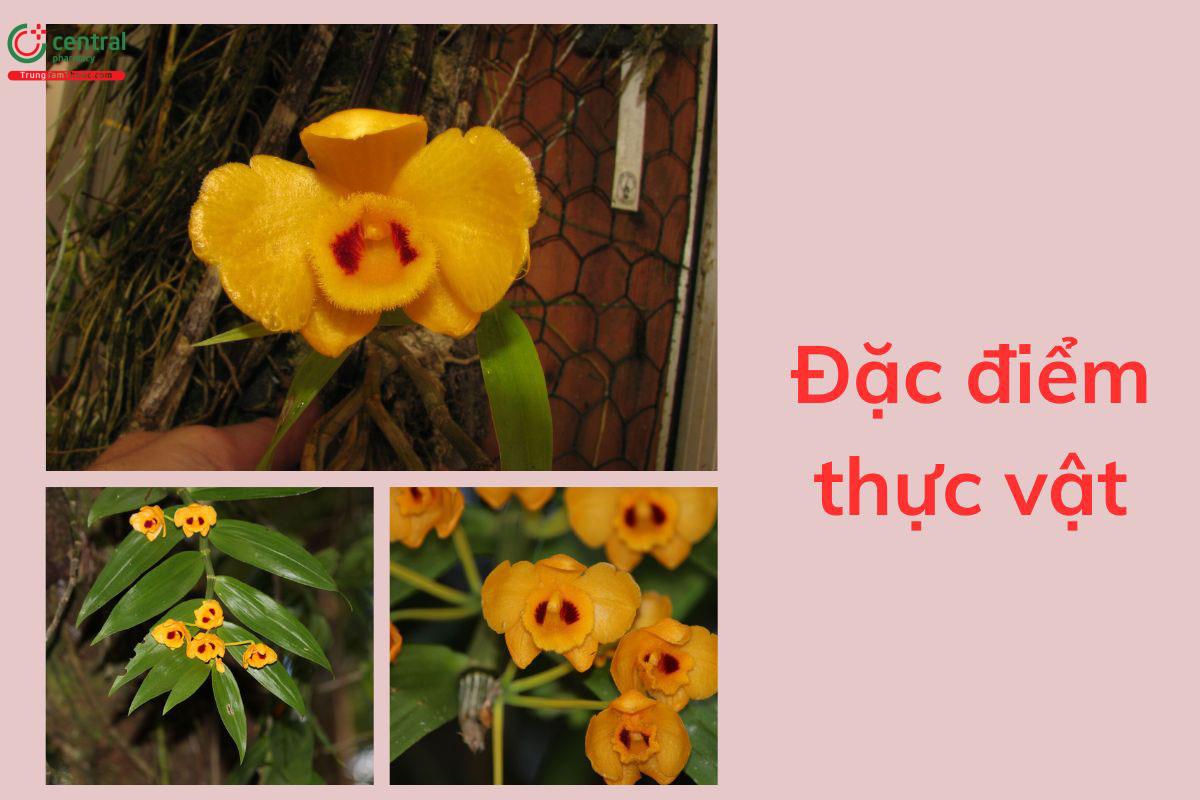 Đặc điểm thực vật