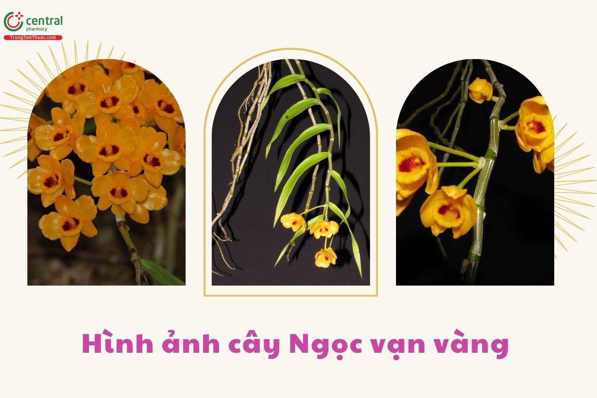 Đặc điểm phân bố