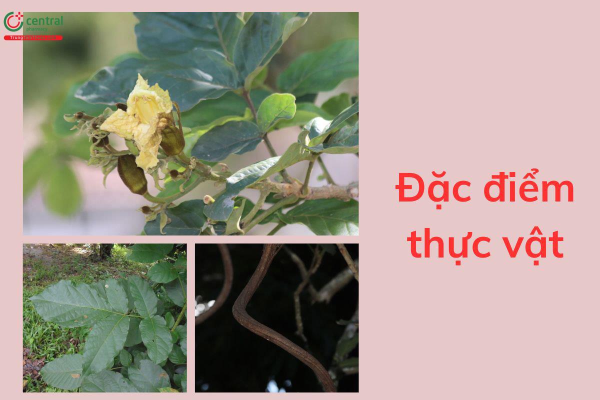 Đặc điểm thực vật
