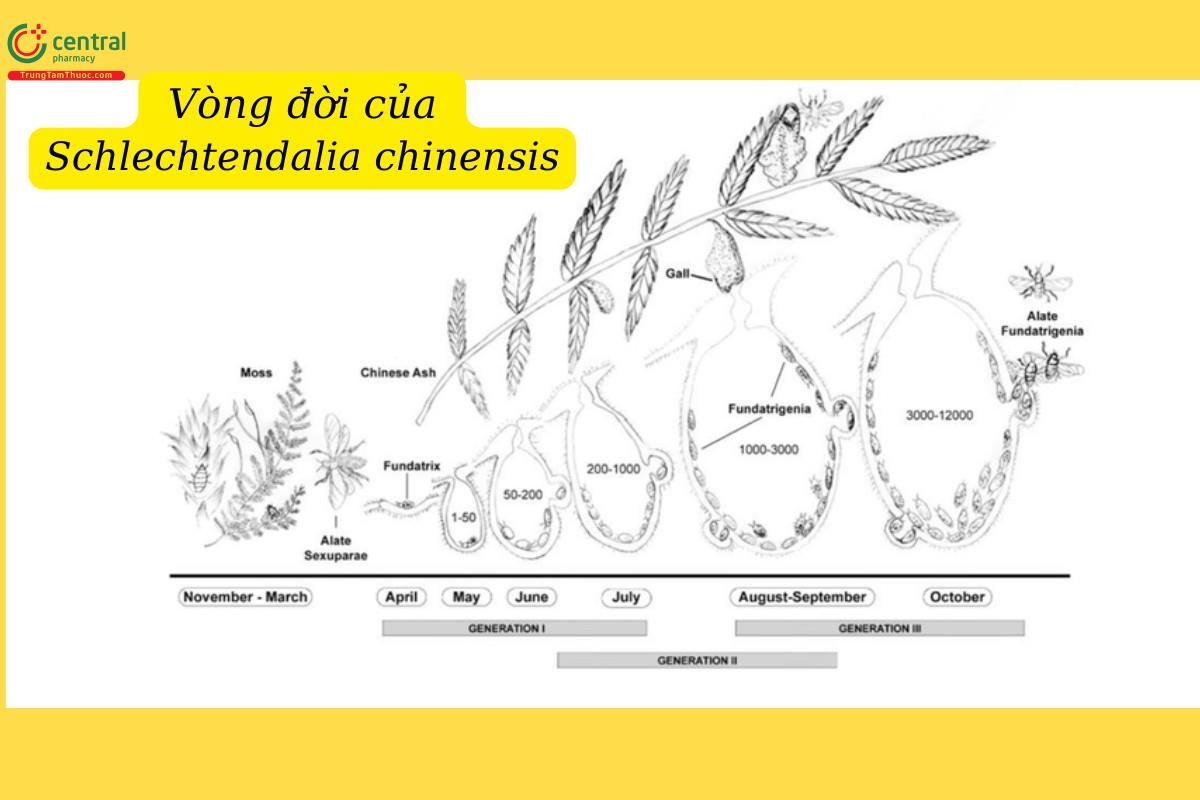 Ngũ bội tử Á