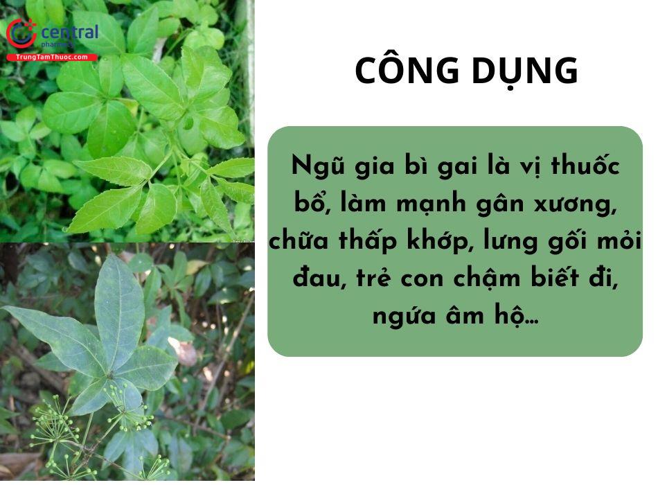 Công dụng của ngũ gia bì gai