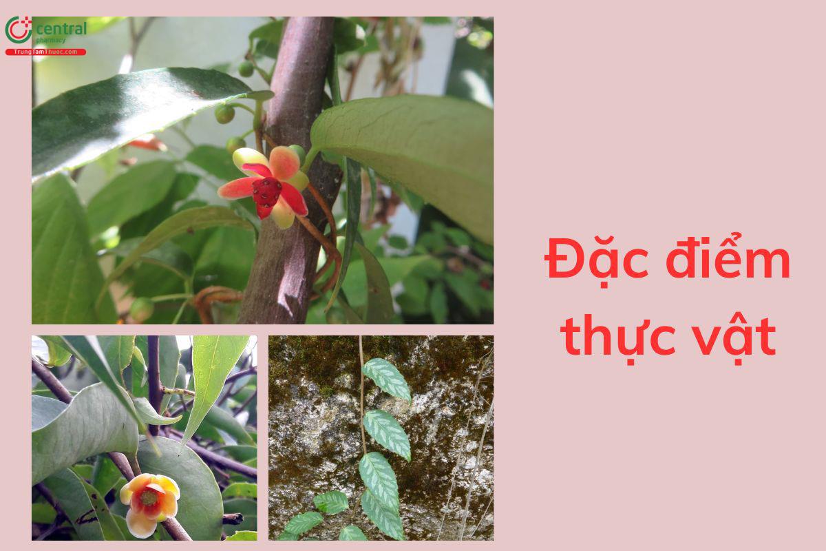Đặc điểm thực vật