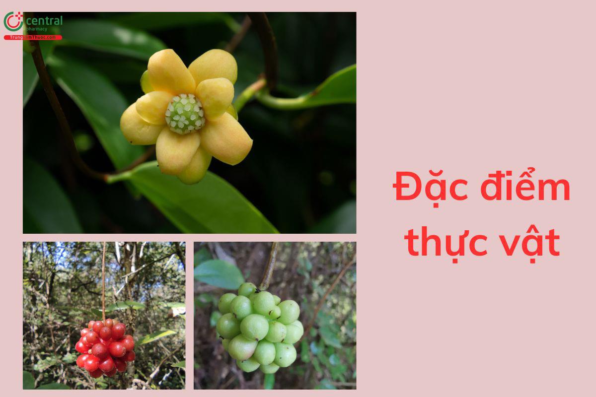 Đặc điểm thực vật