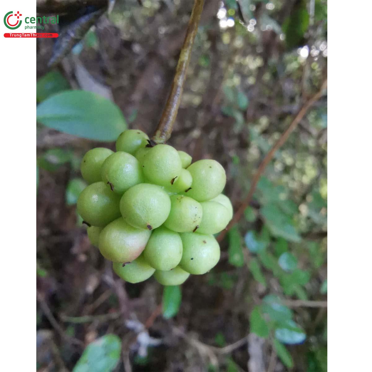 Tác dụng của cây Ngũ vị nam