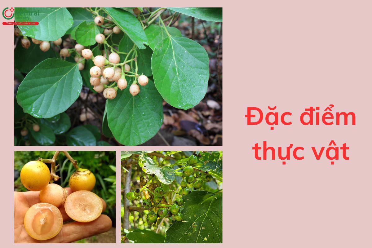 Đặc điểm thực vật