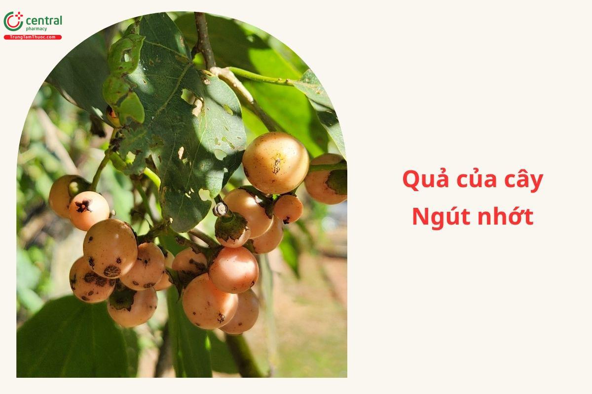 Đặc điểm phân bố
