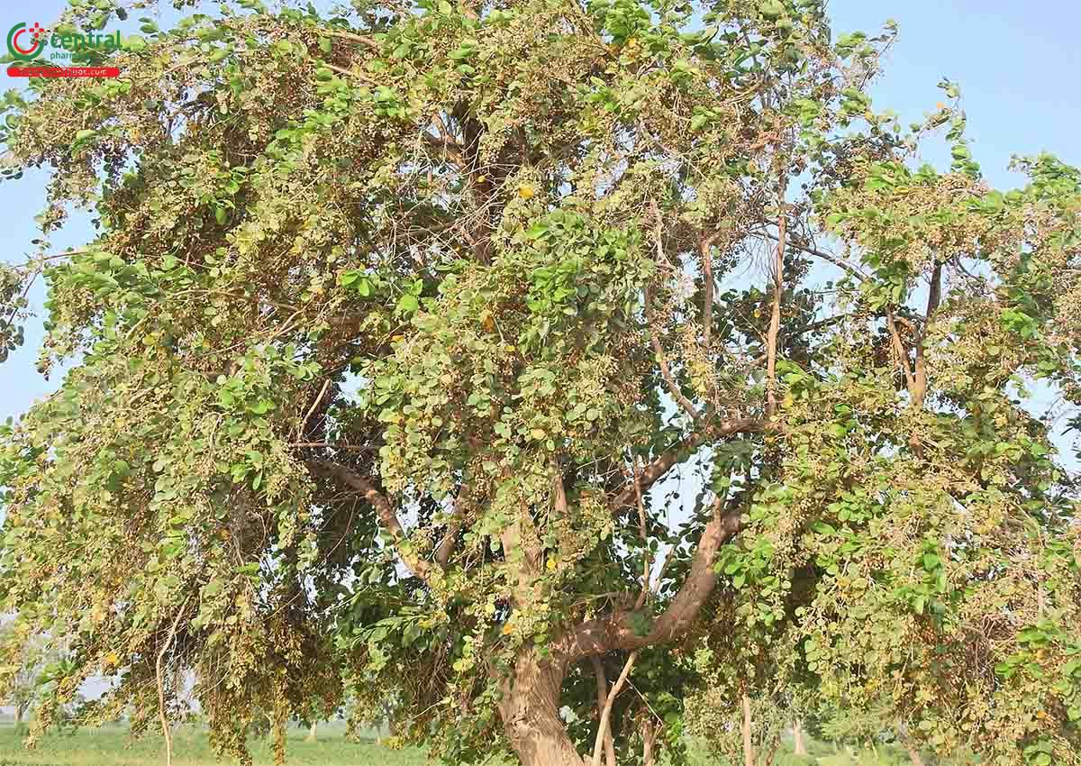 Thành phần hóa học