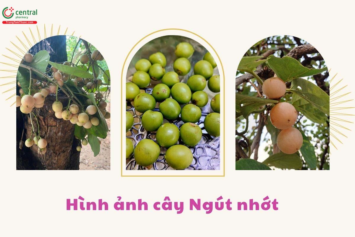 Tác dụng của cây Ngút nhớt