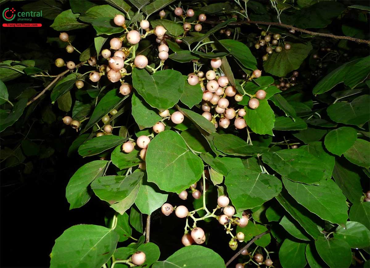 Công dụng theo Y học cổ truyền