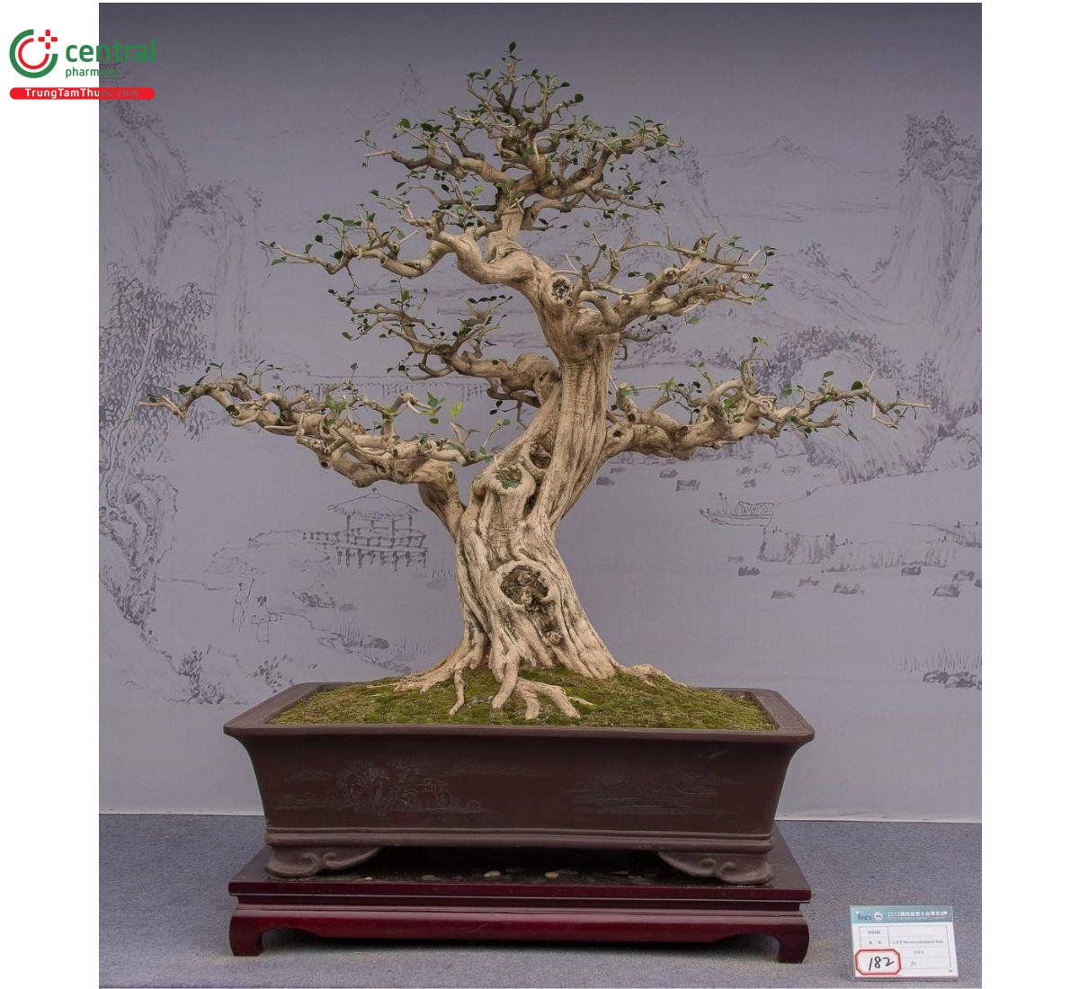 Hình ảnh cây Nguyệt quế bonsai