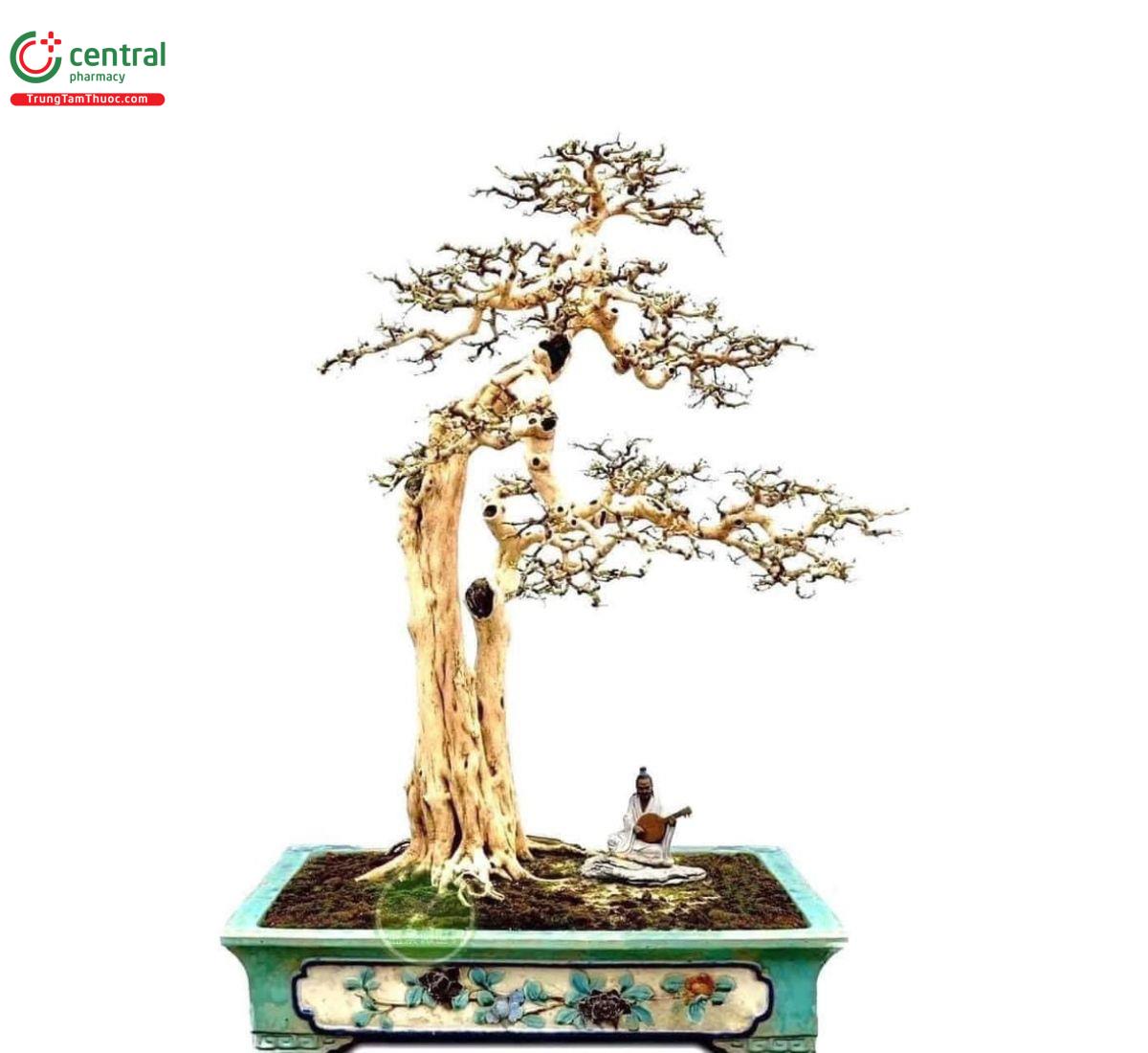 Hình ảnh cây Nguyệt quế bonsai