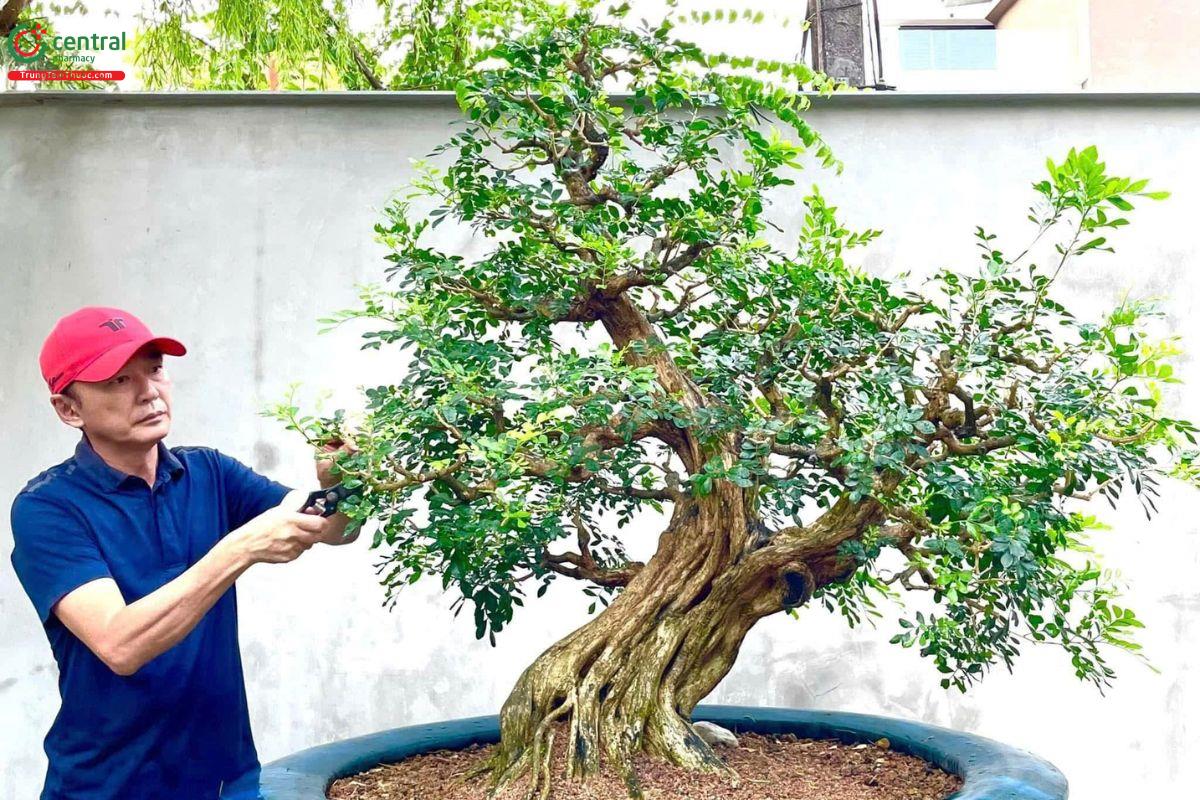 Cây nguyệt quế