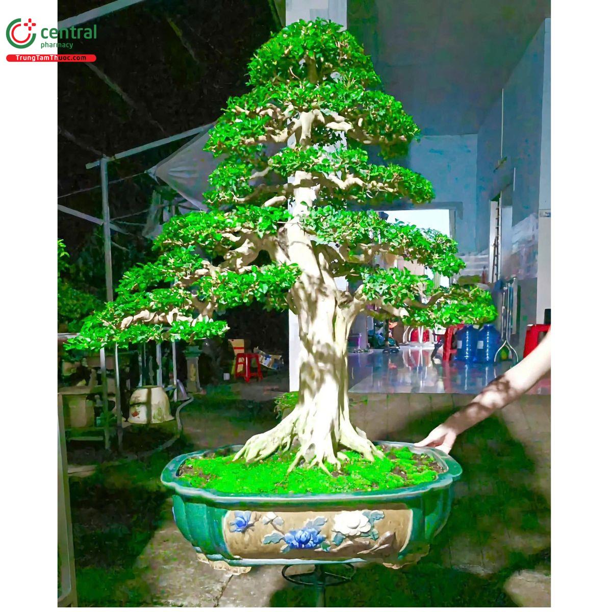 Cây nguyệt quế