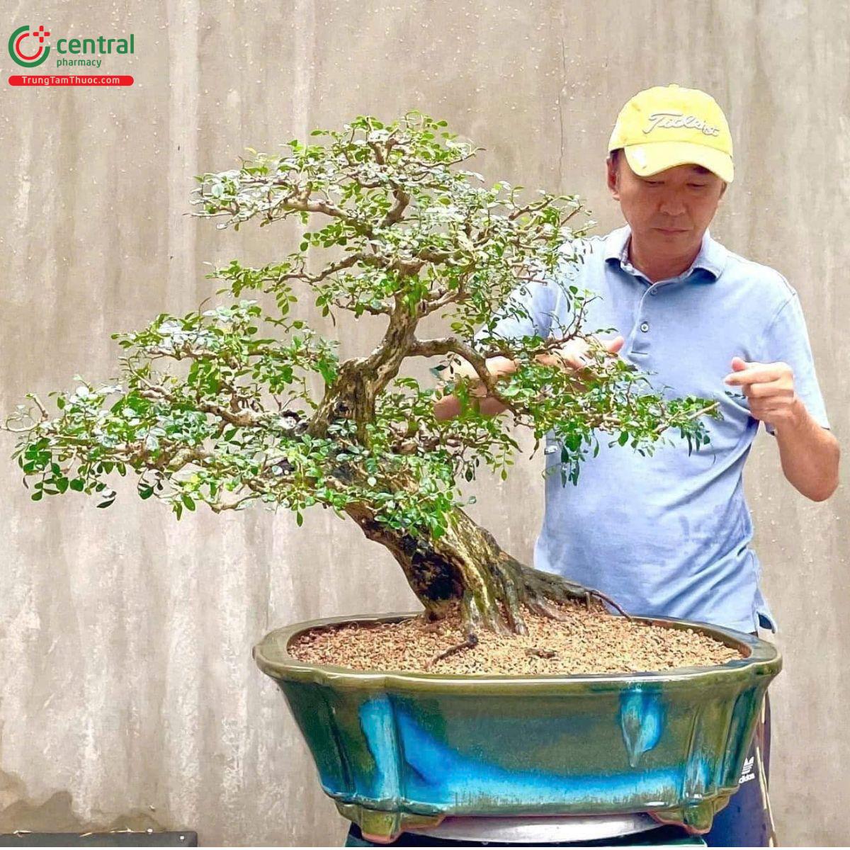 Cây nguyệt quế