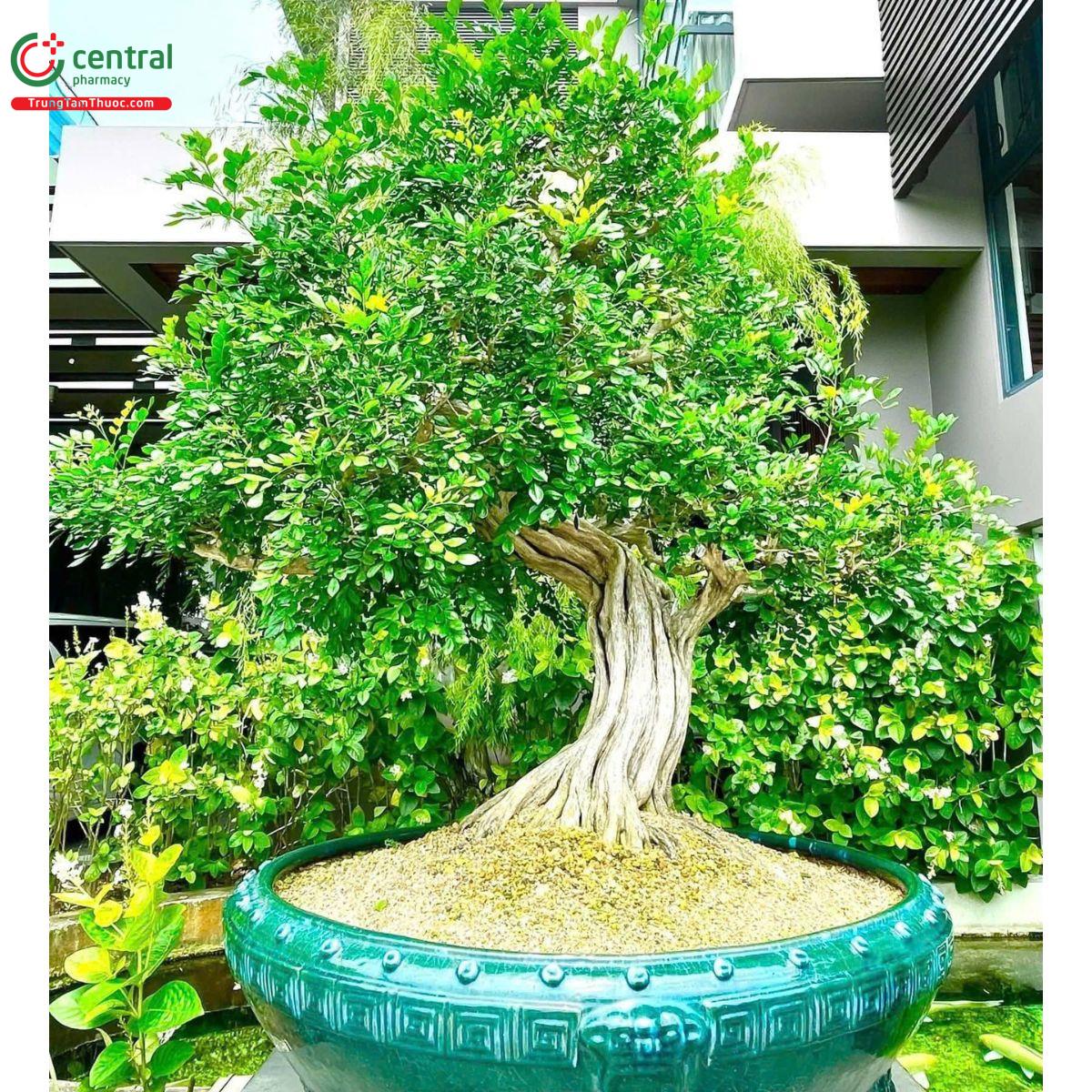 Cây nguyệt quế