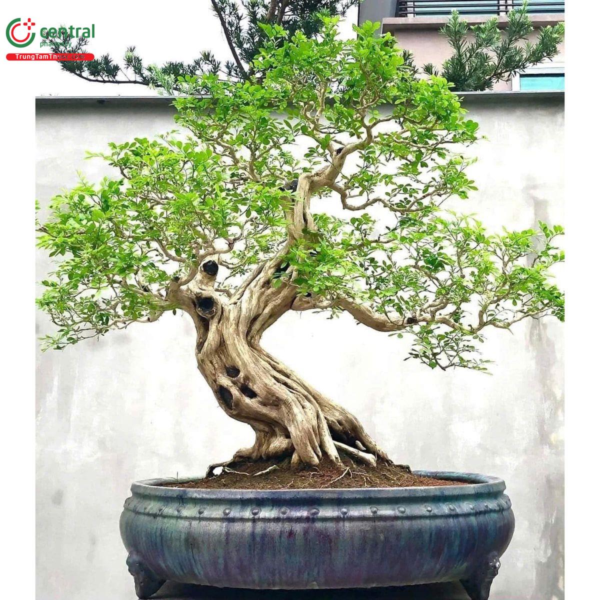 Cây nguyệt quế