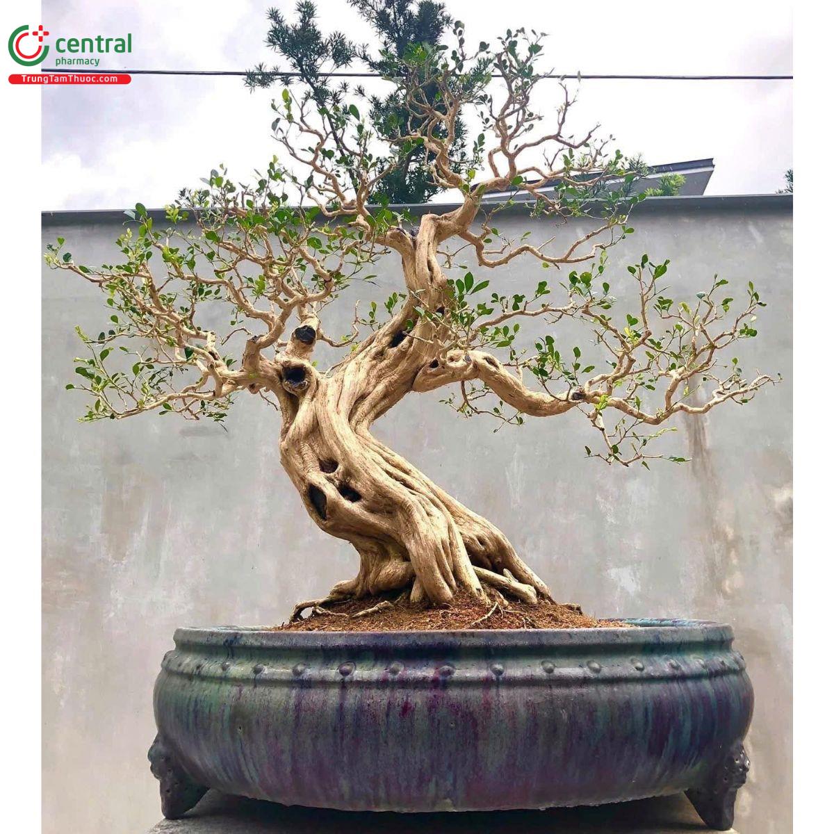 Cây nguyệt quế