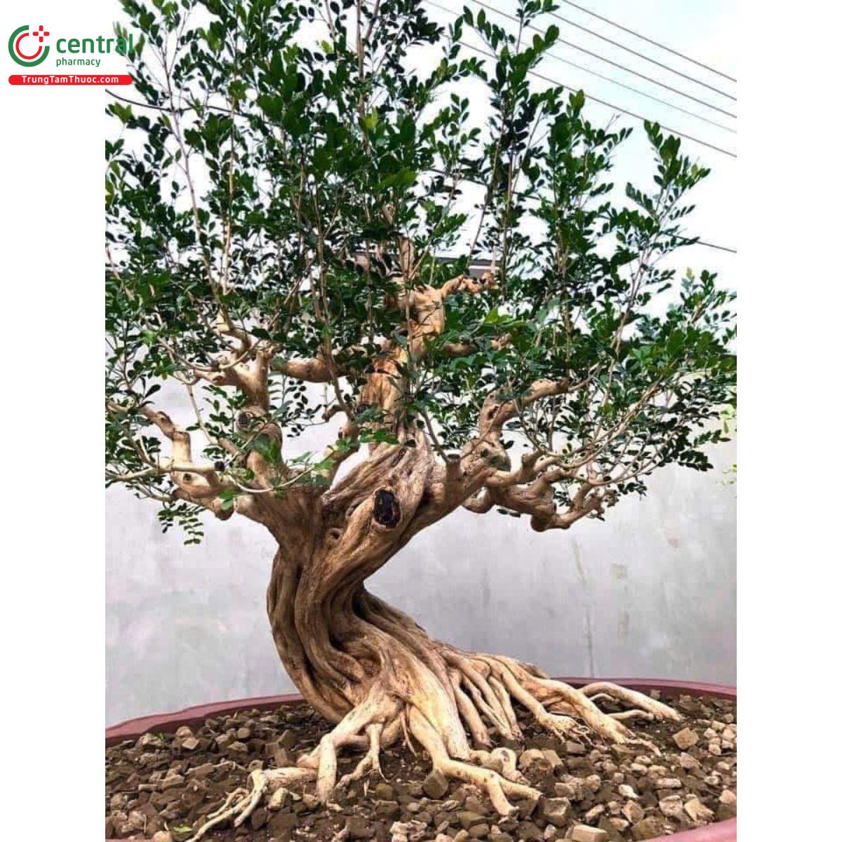 Cây nguyệt quế
