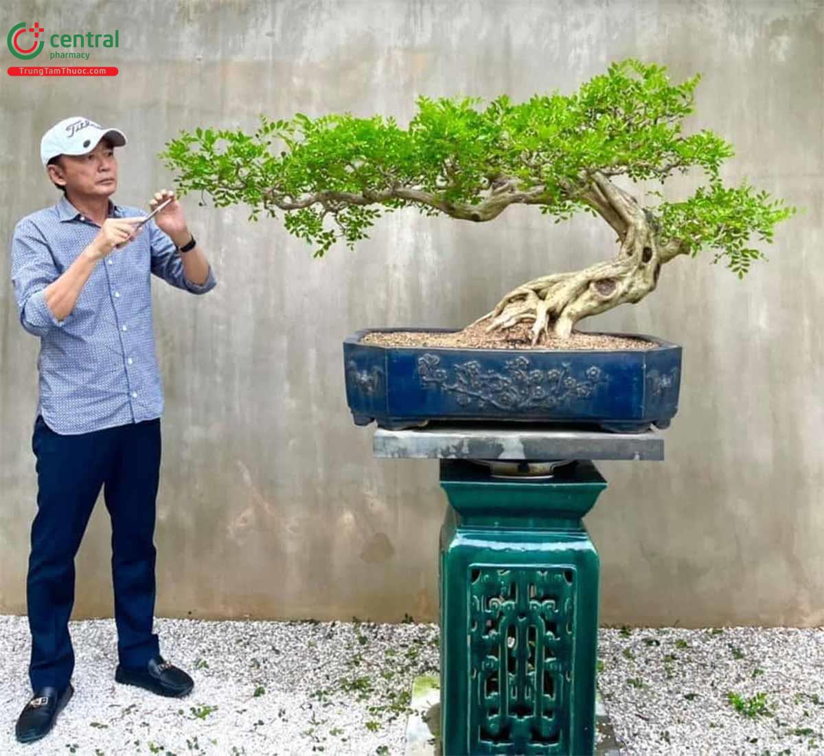 Cây Nguyệt quế bonsai của nghệ nhân Lĩnh nam Trung Quốc