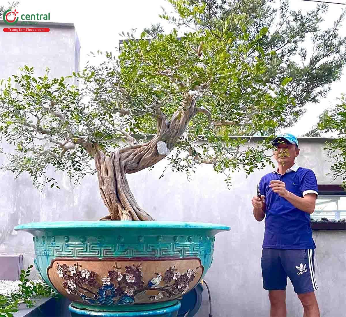 Cây Nguyệt quế bonsai của nghệ nhân Lĩnh nam Trung Quốc