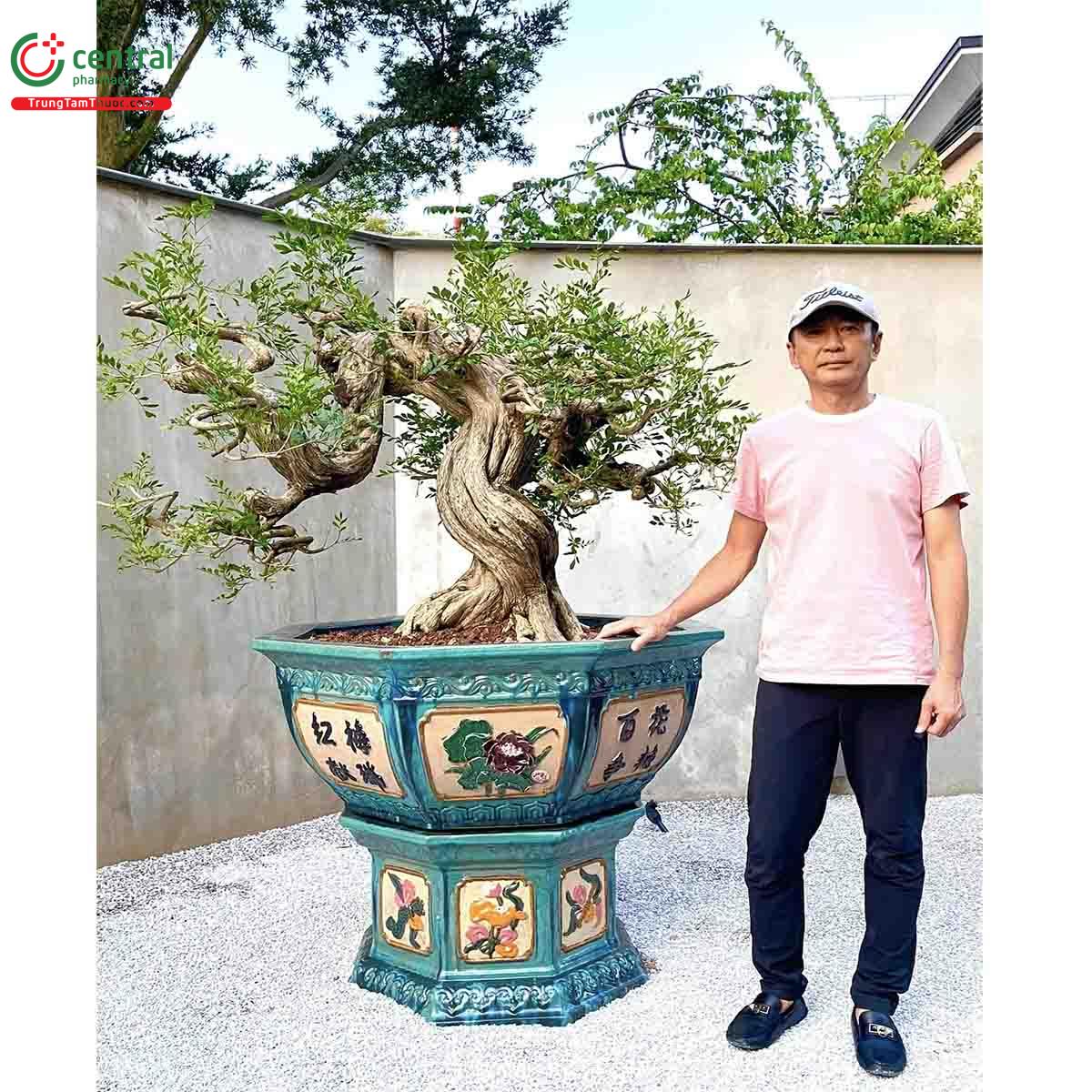 Cây Nguyệt quế bonsai của nghệ nhân Lĩnh nam Trung Quốc