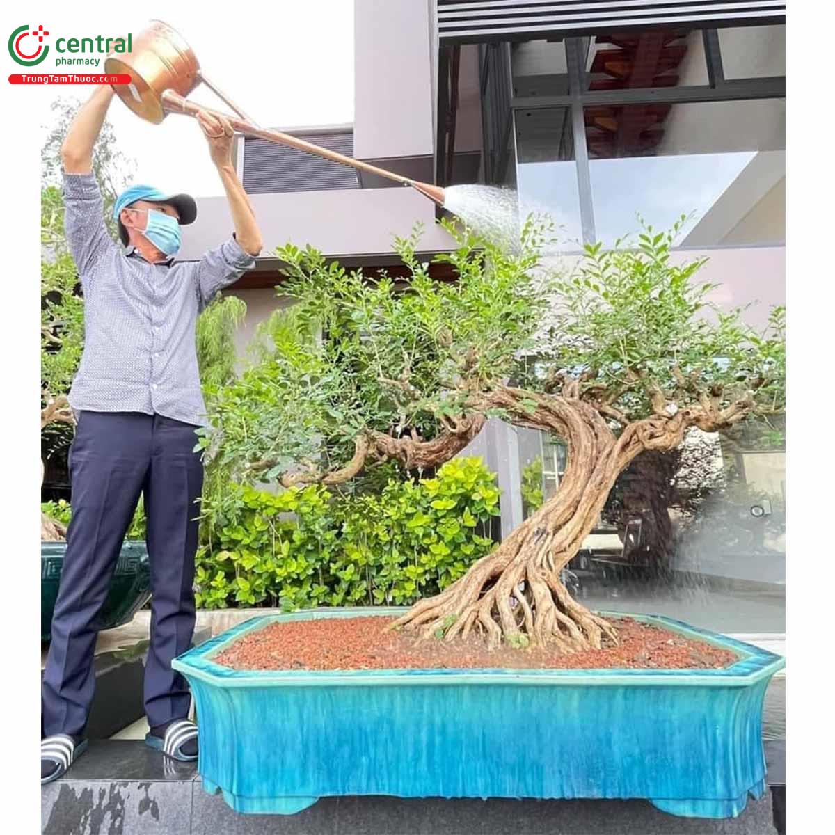 Cây Nguyệt quế bonsai của nghệ nhân Lĩnh nam Trung Quốc