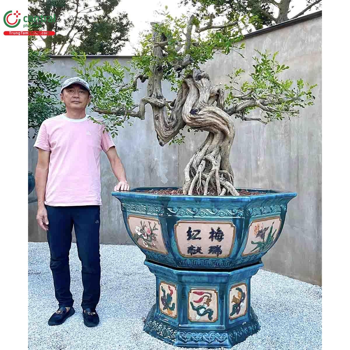 Cây Nguyệt quế bonsai của nghệ nhân Lĩnh nam Trung Quốc