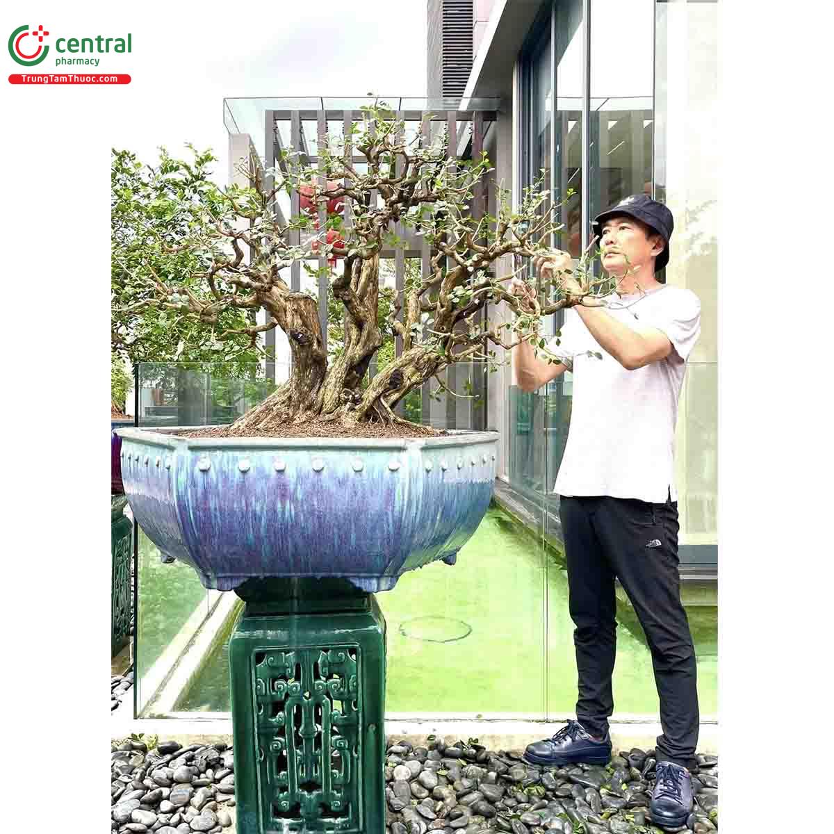 Cây Nguyệt quế bonsai của nghệ nhân Lĩnh nam Trung Quốc