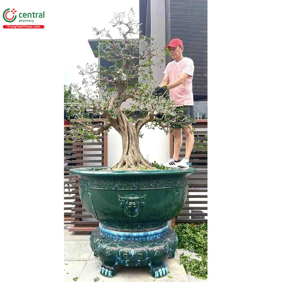 Cây Nguyệt quế bonsai của nghệ nhân Lĩnh nam Trung Quốc