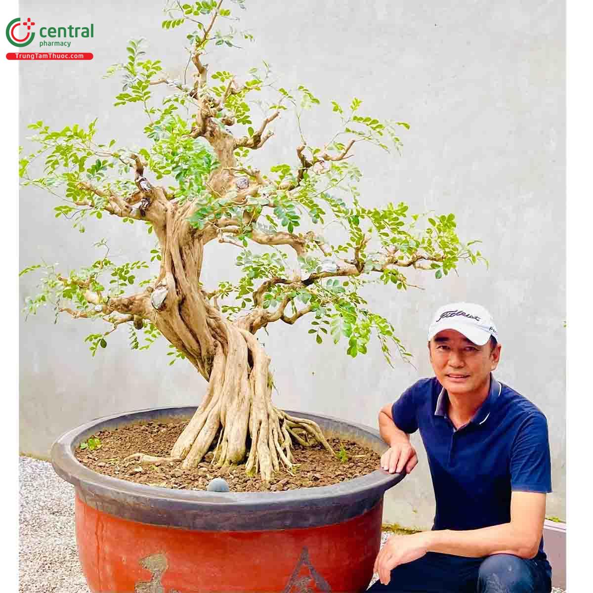 Cây Nguyệt quế bonsai của nghệ nhân Lĩnh nam Trung Quốc