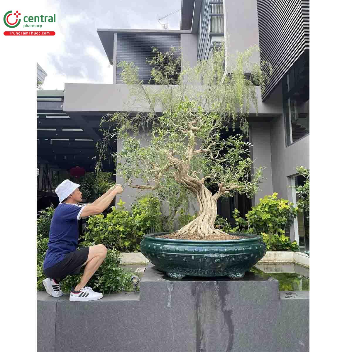 Cây Nguyệt quế bonsai của nghệ nhân Lĩnh nam Trung Quốc