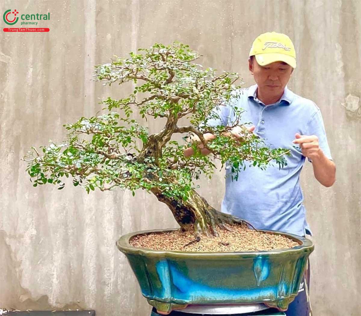 Cây Nguyệt quế bonsai của nghệ nhân Lĩnh nam Trung Quốc