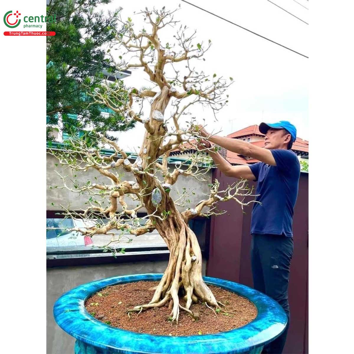 Cây Nguyệt quế bonsai của nghệ nhân Lĩnh nam Trung Quốc