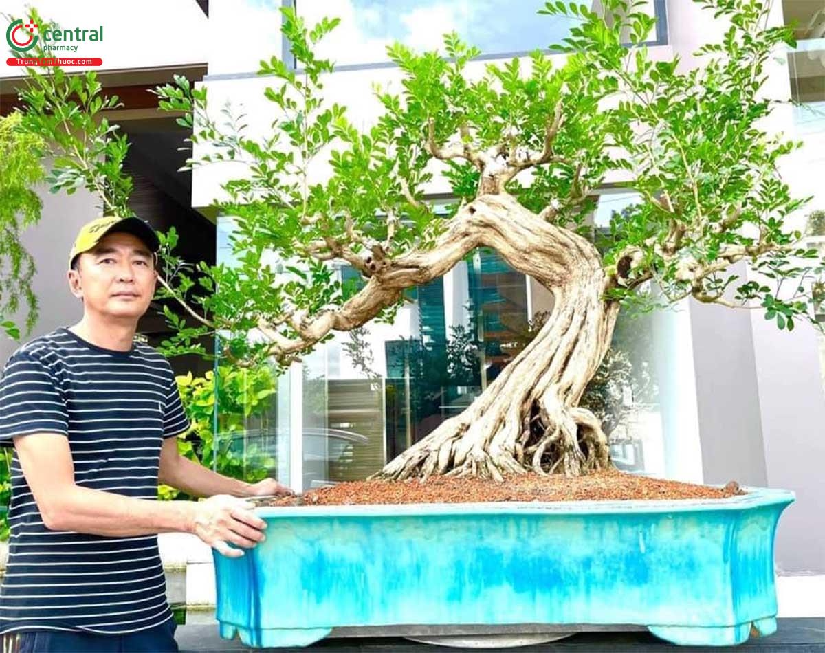 Cây Nguyệt quế bonsai của nghệ nhân Lĩnh nam Trung Quốc