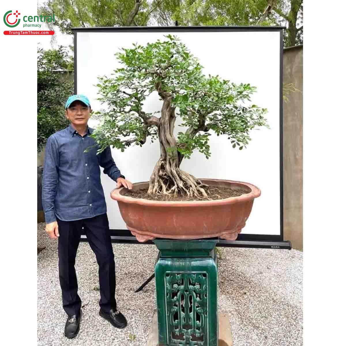 Cây Nguyệt quế bonsai của nghệ nhân Lĩnh nam Trung Quốc