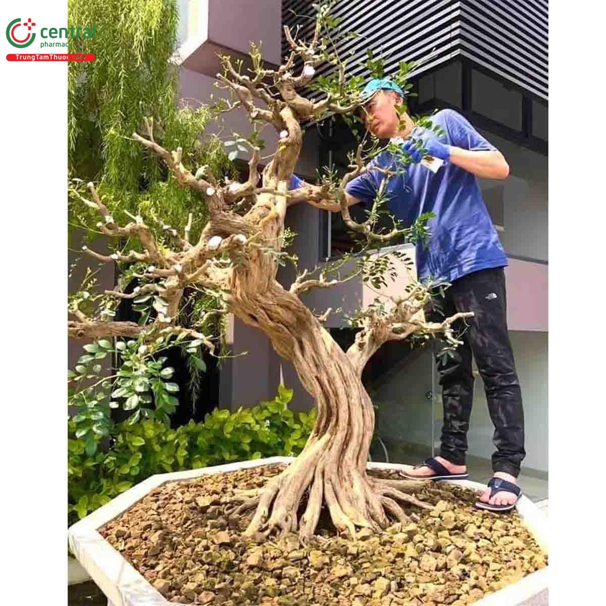 Cây Nguyệt quế bonsai của nghệ nhân Lĩnh nam Trung Quốc