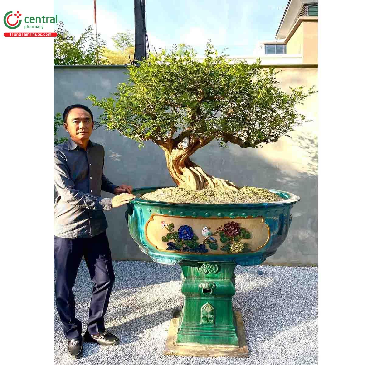 Cây Nguyệt quế bonsai của nghệ nhân Lĩnh nam Trung Quốc